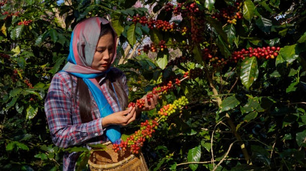 Breathe Brew Belong: Indias Most Scenic Forest Coffee Escapes